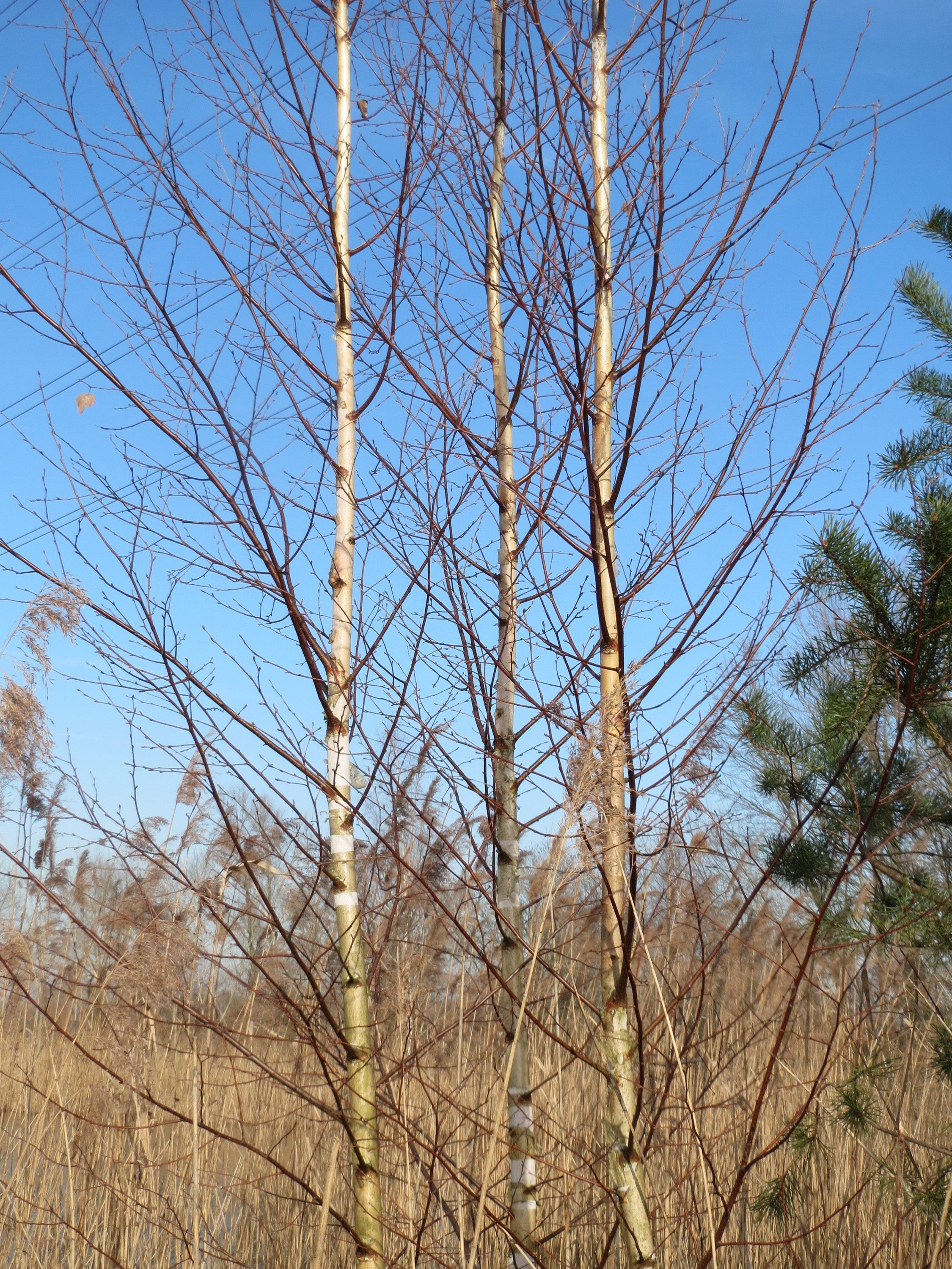 Downy Birch
