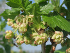 Gooseberry 'Kim'