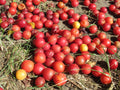 Cherry Plum 'Ruby Columnar'