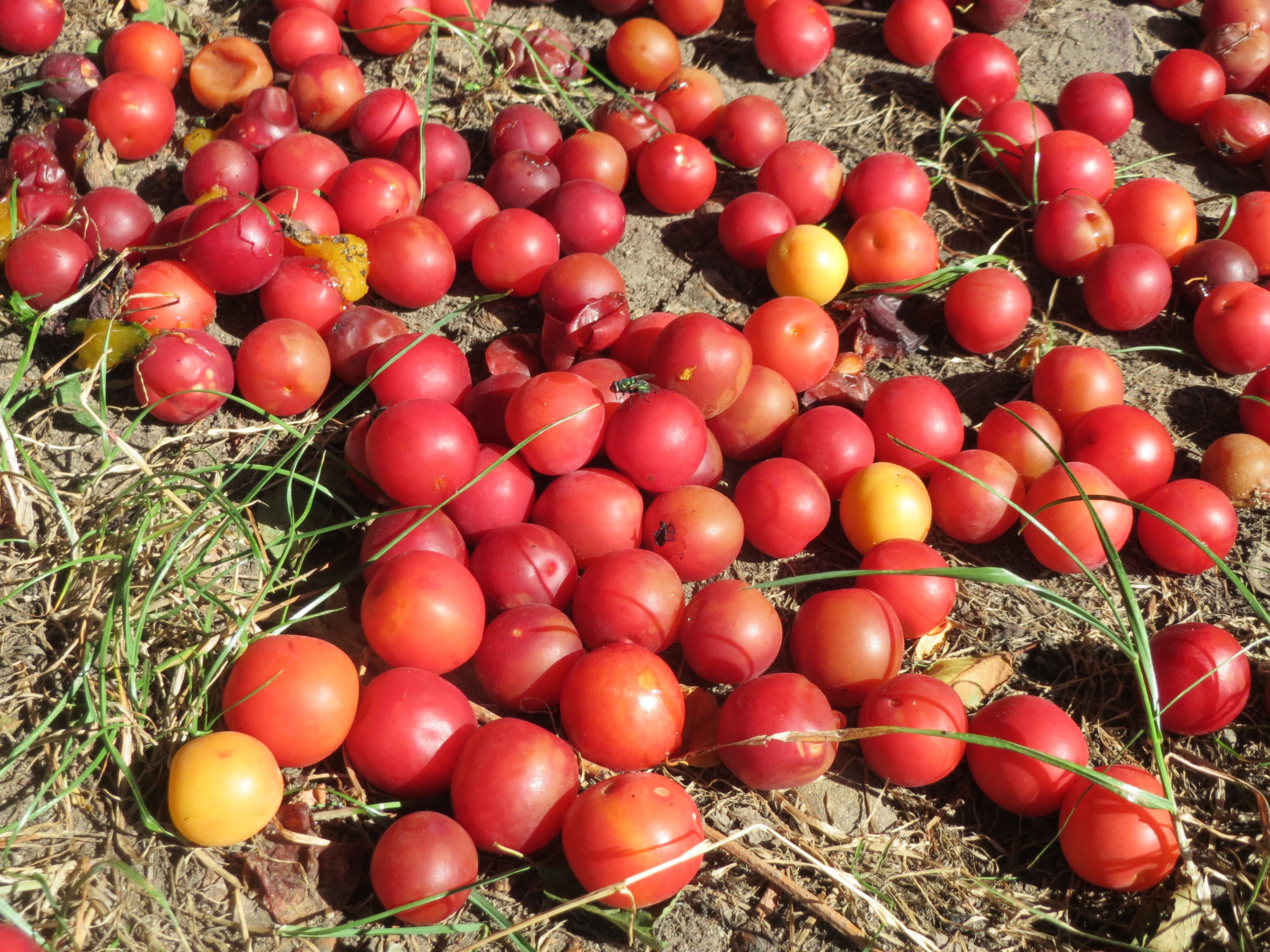 Cherry Plum 'Ruby Columnar'