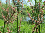 Broad-Leaved Sorrel