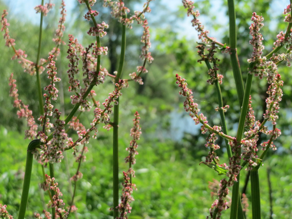 Broad-Leaved Sorrel