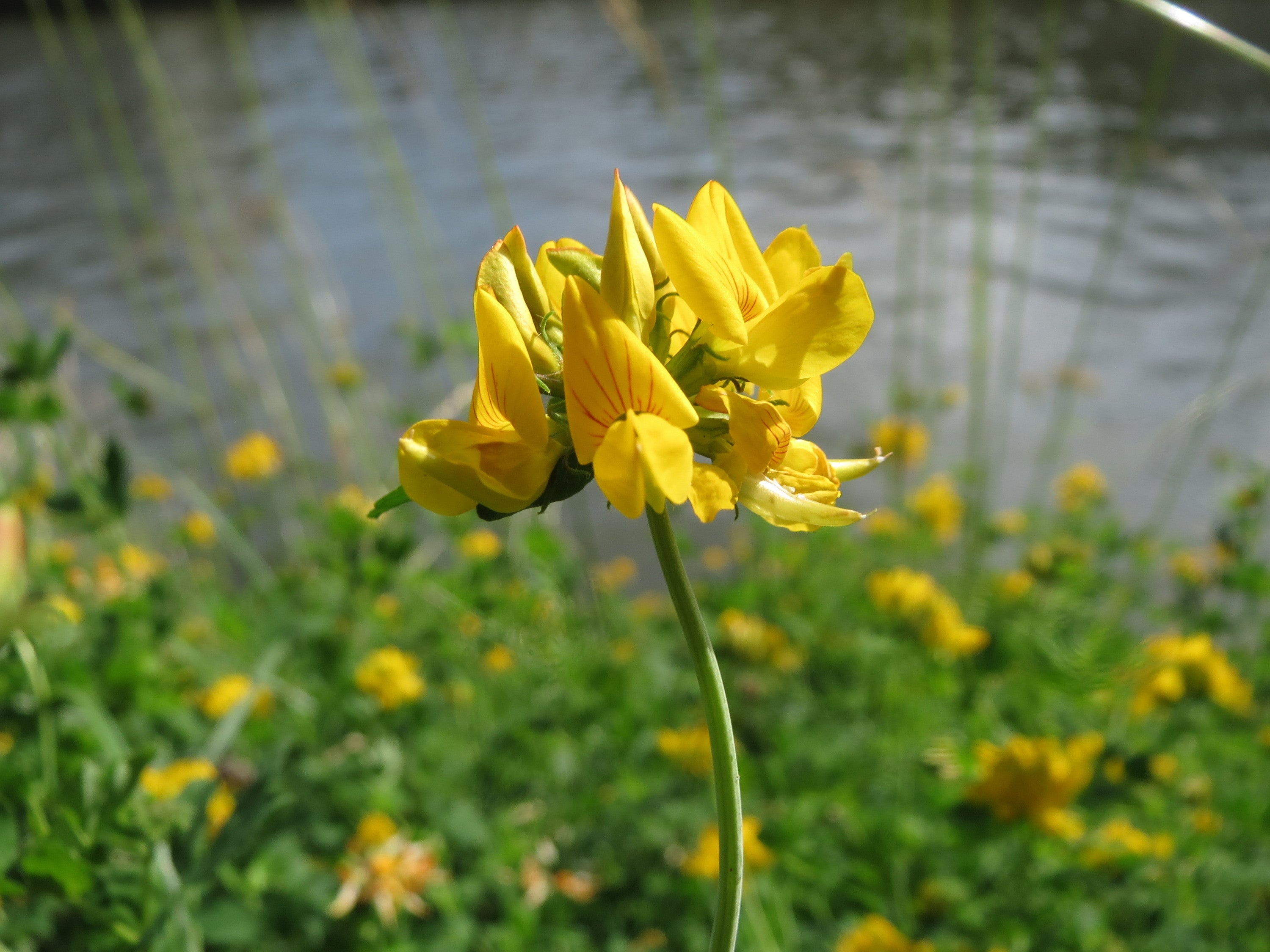 Greater Bird's Foot Trefoil