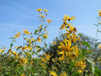 Jerusalem Artichoke