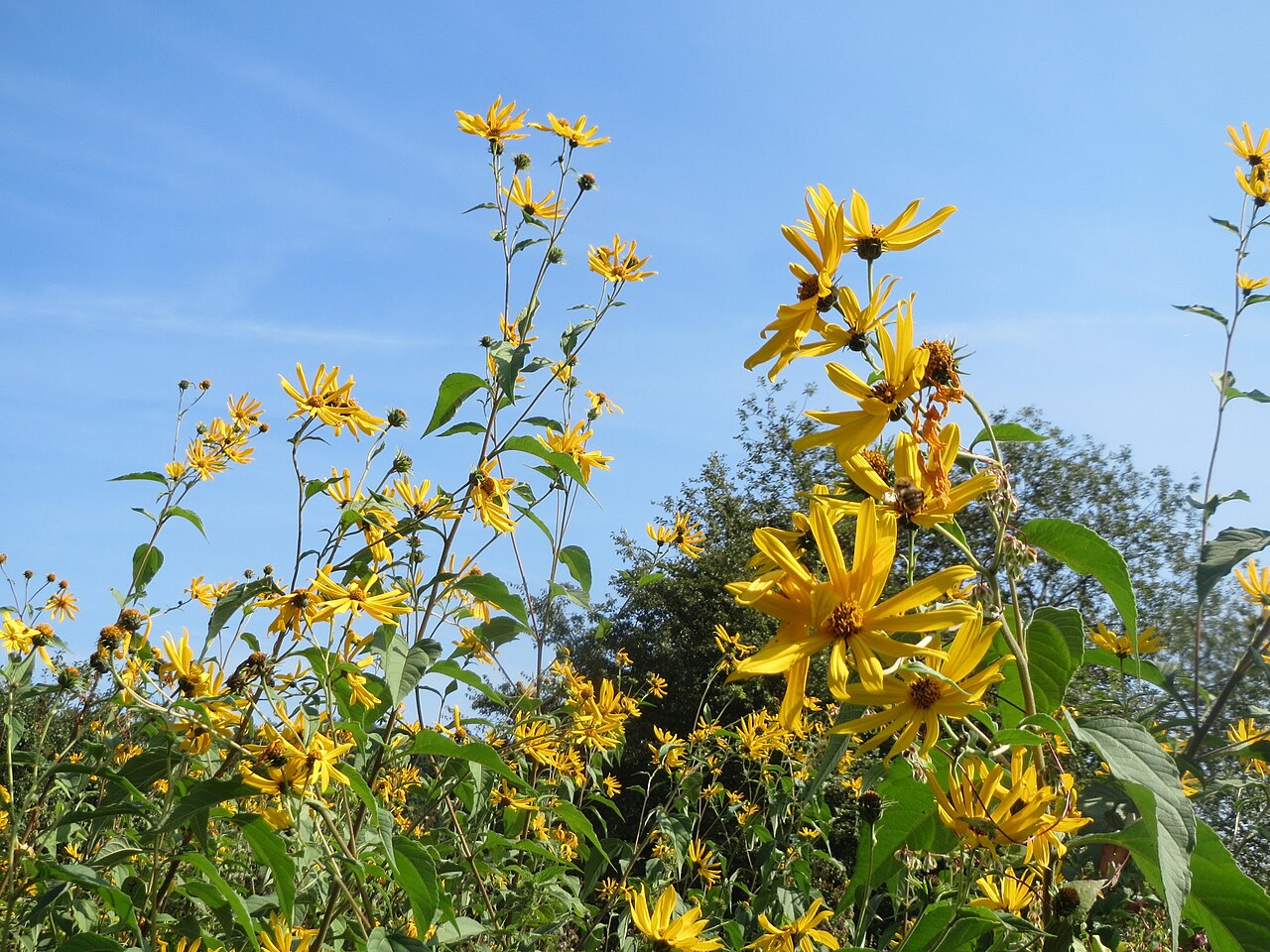 Jerusalem Artichoke