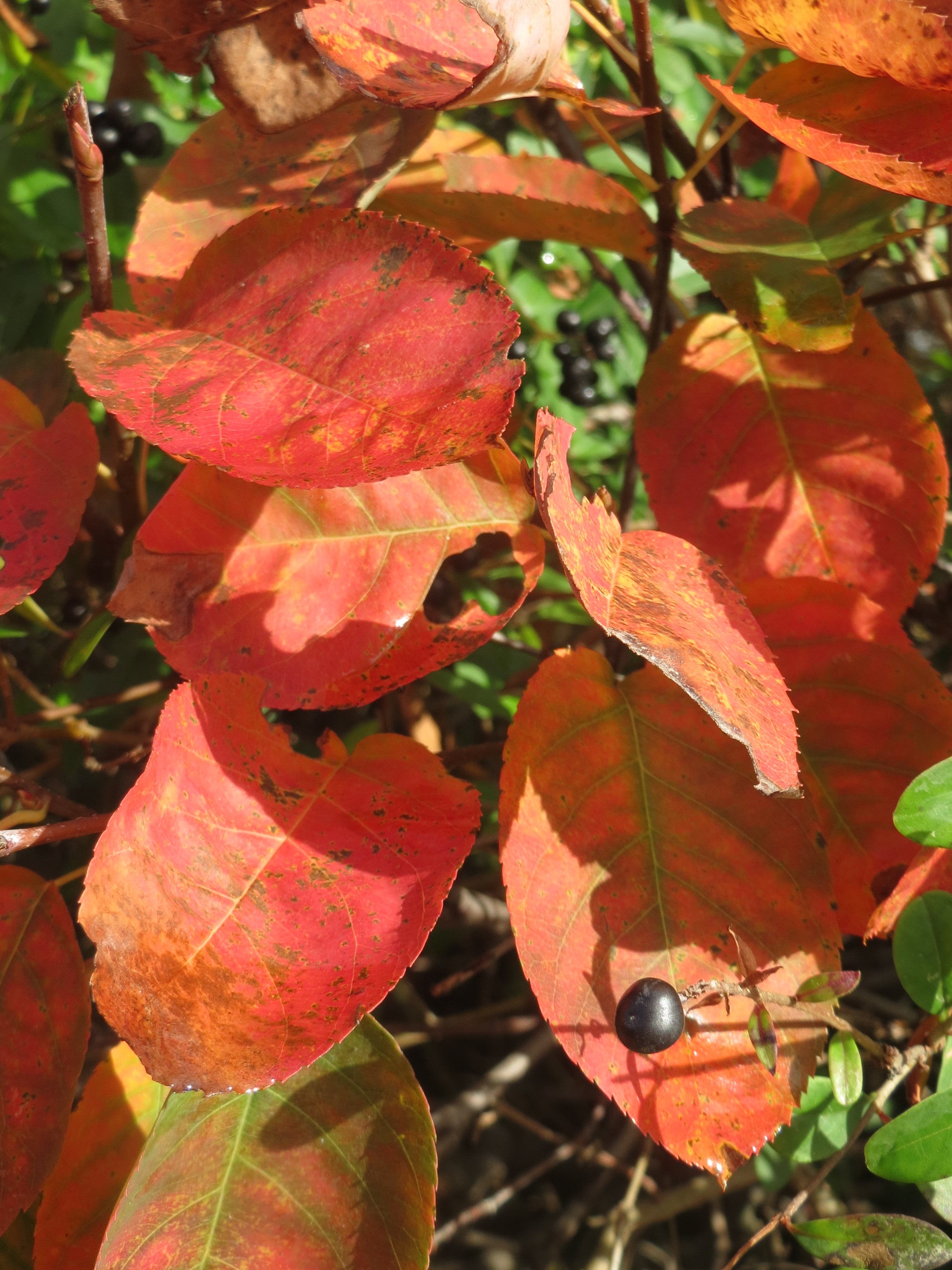 Apple Serviceberry