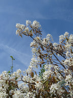 Apple Serviceberry