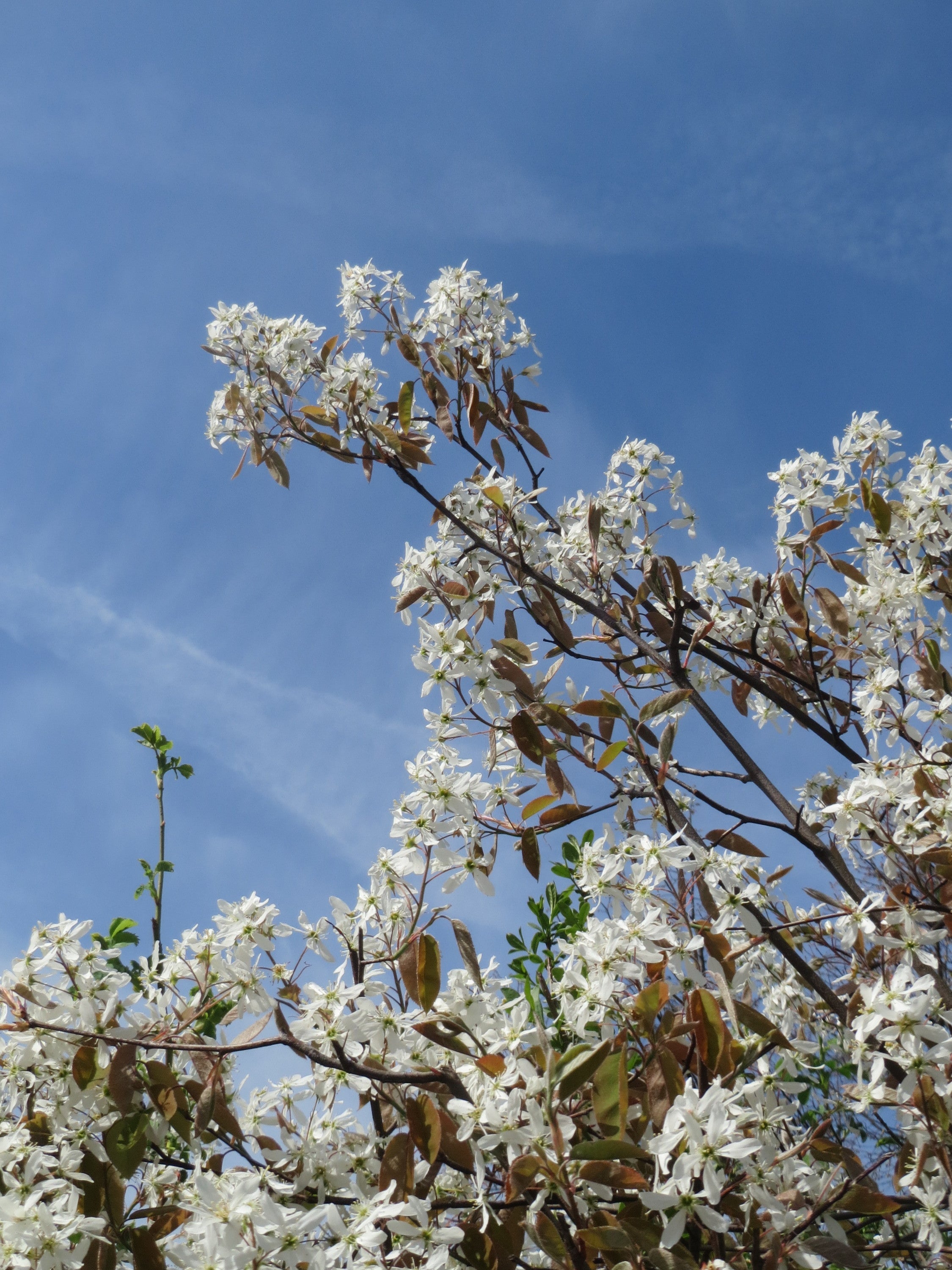 Apple Serviceberry