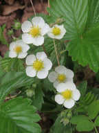 Alpine Strawberry 'White Delight'