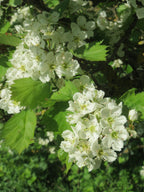 Wild Service Tree