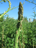 Asparagus 'Connovers Colossol'