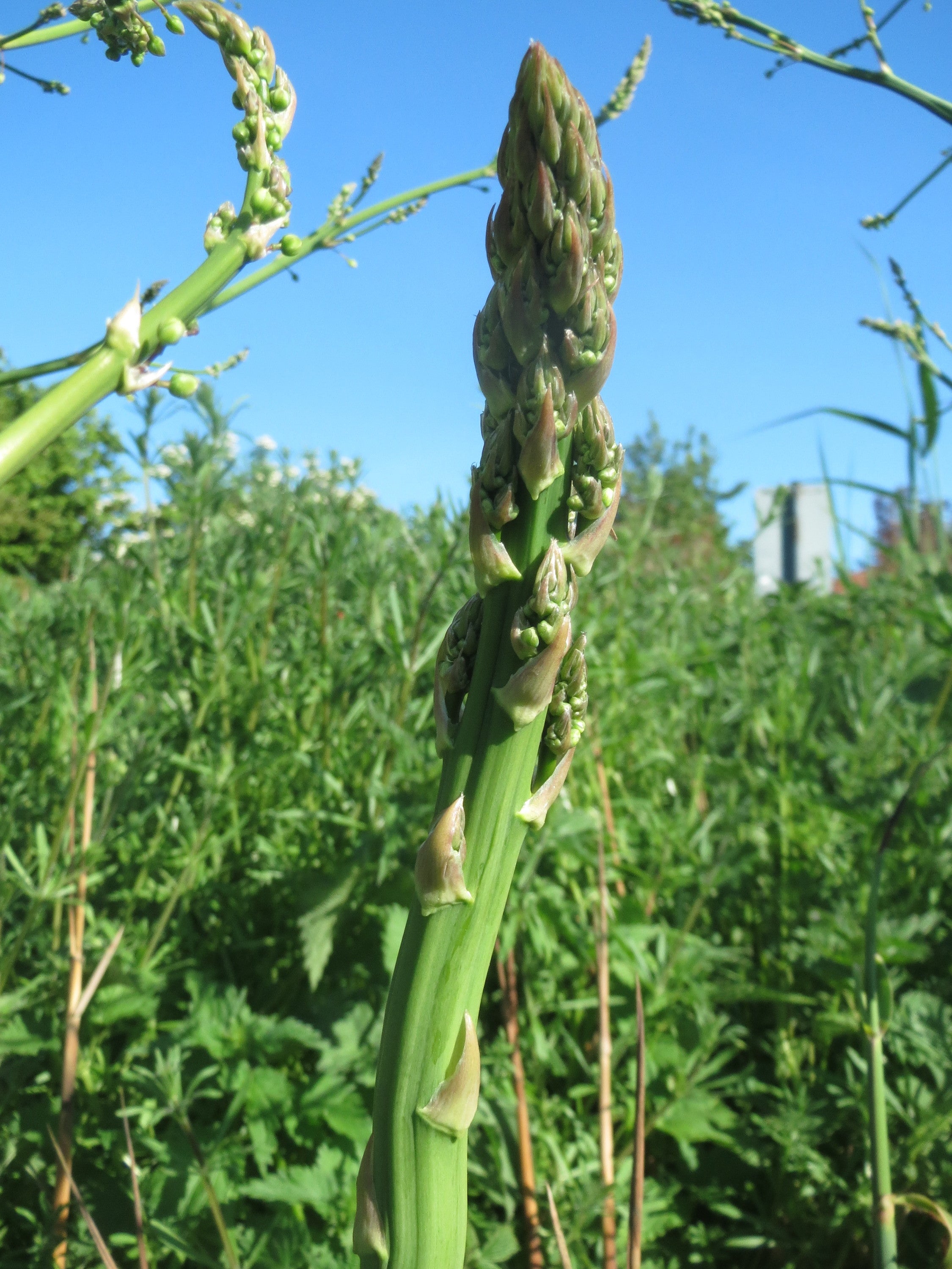 Asparagus 'Connovers Colossol'