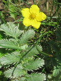 Silverweed