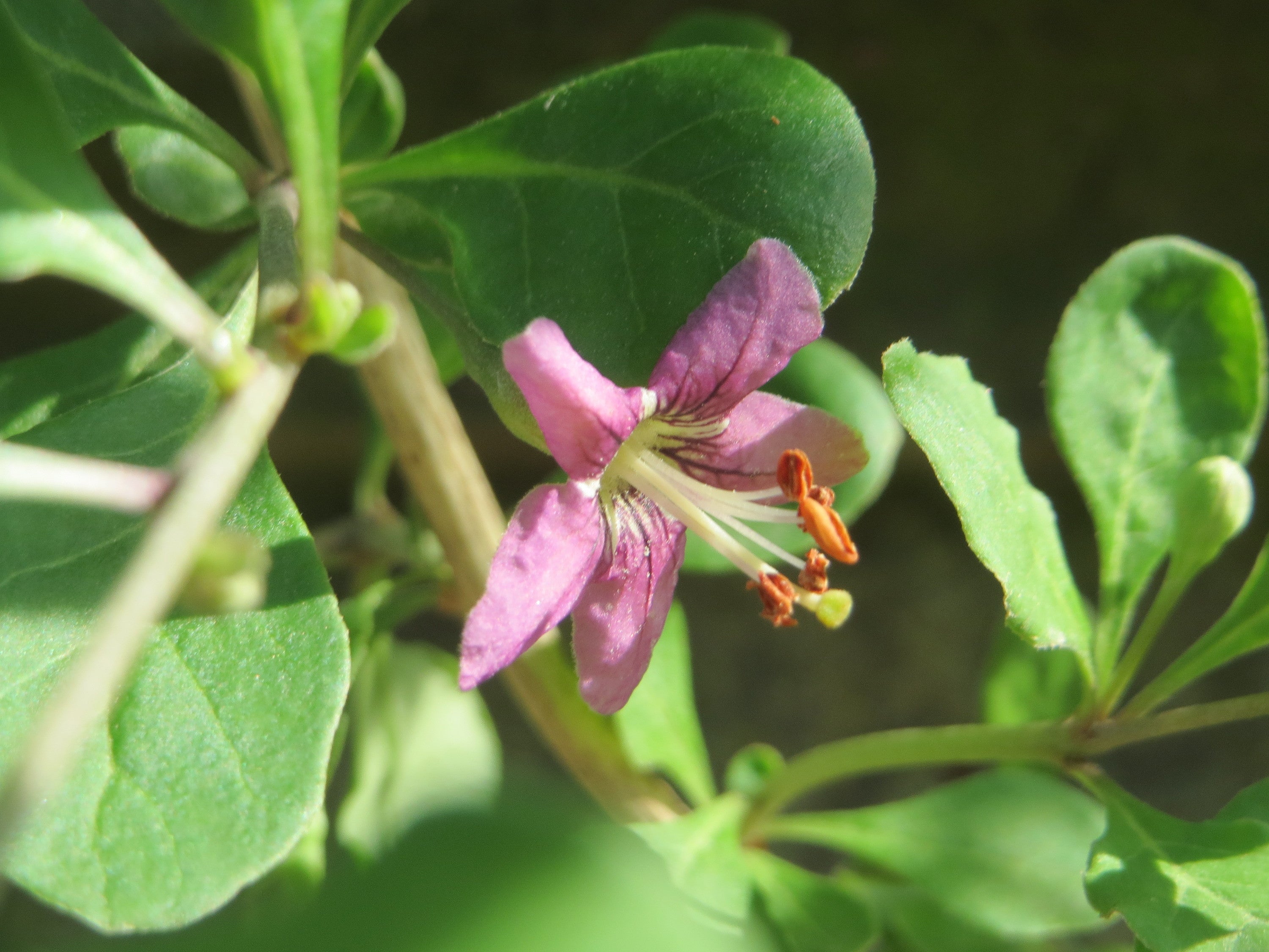 Goji 'Sweet Lifeberry'