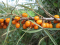 Sea Buckthorn 'Askola'