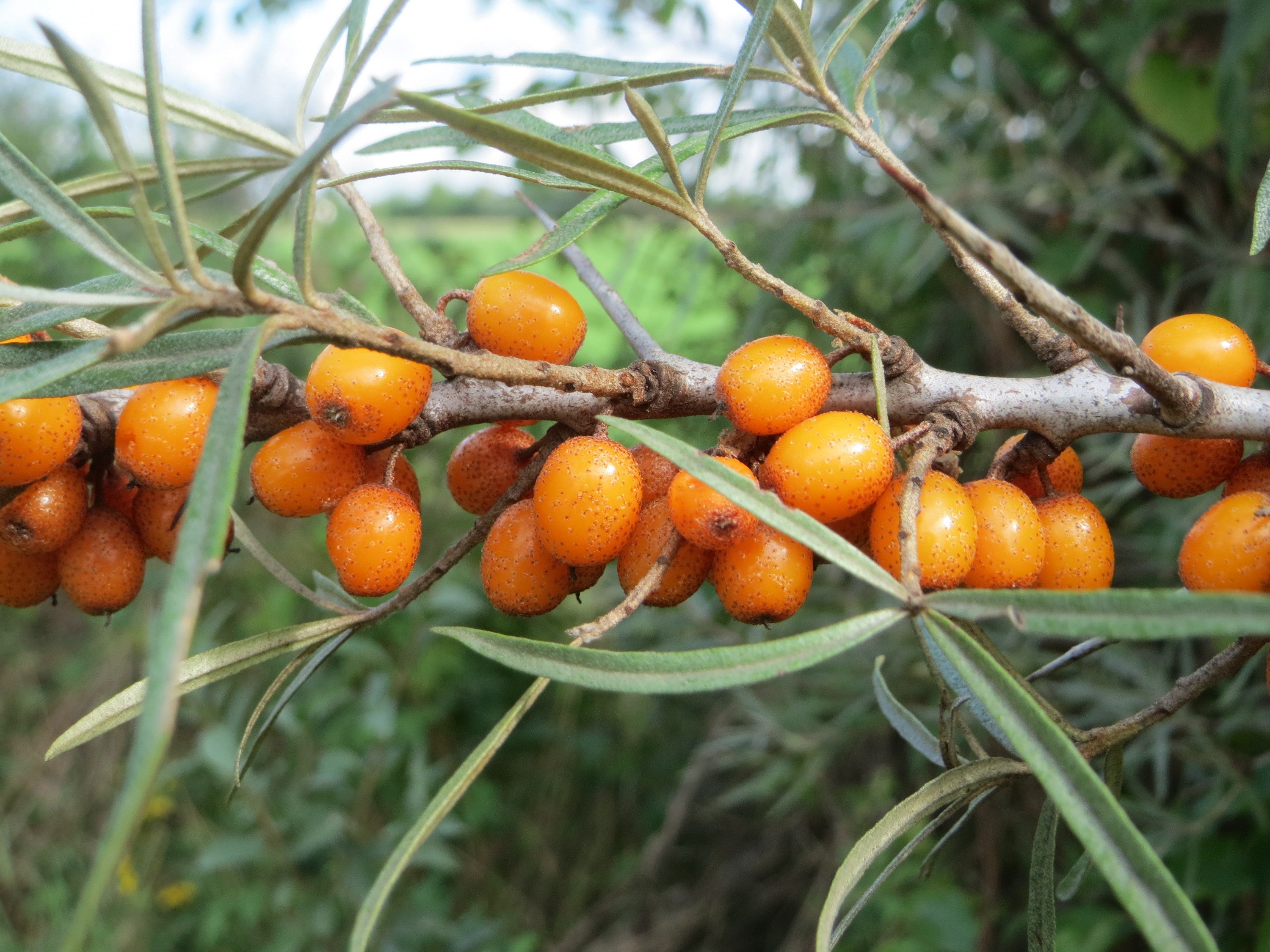 Sea Buckthorn 'Askola'