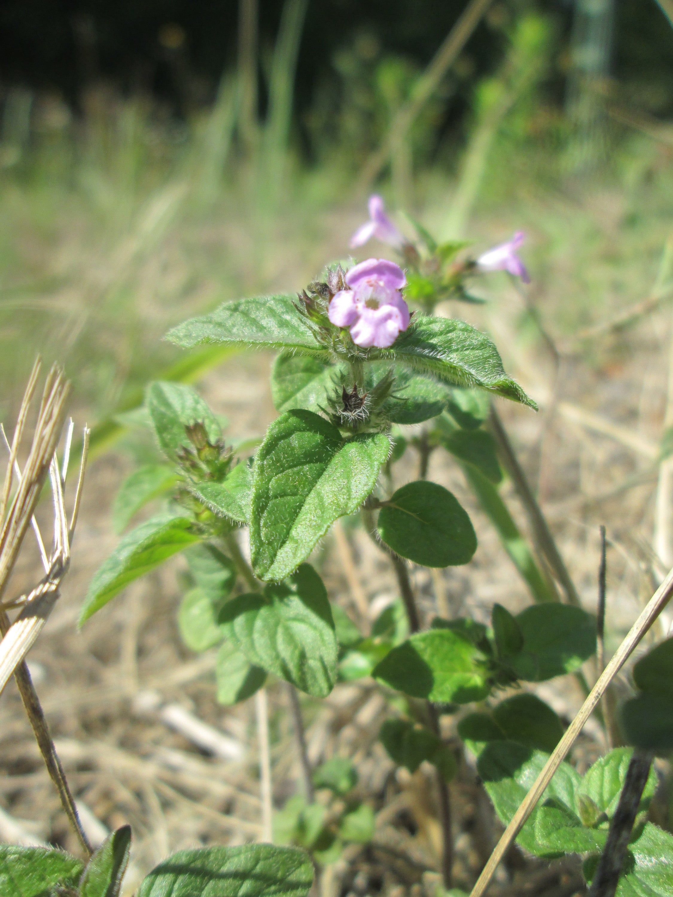 Wild Basil