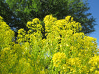 Woad