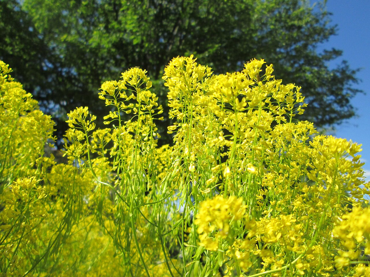 Woad