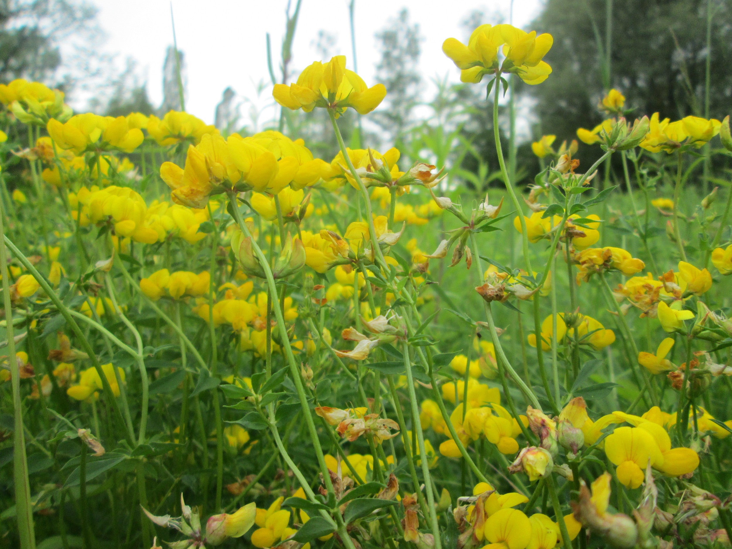 Greater Bird's Foot Trefoil