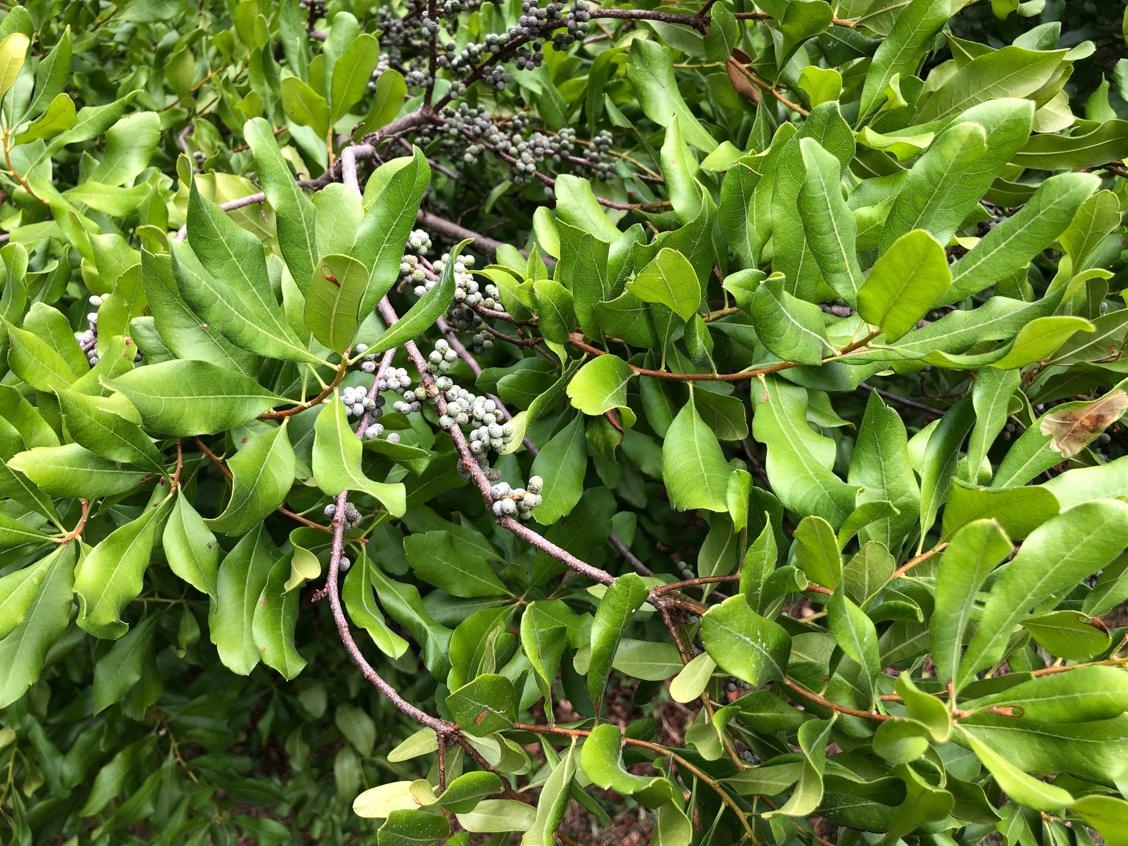 Northern Bayberry