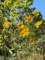 Jerusalem Artichoke