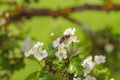 Hawthorn 'Ludmil'
