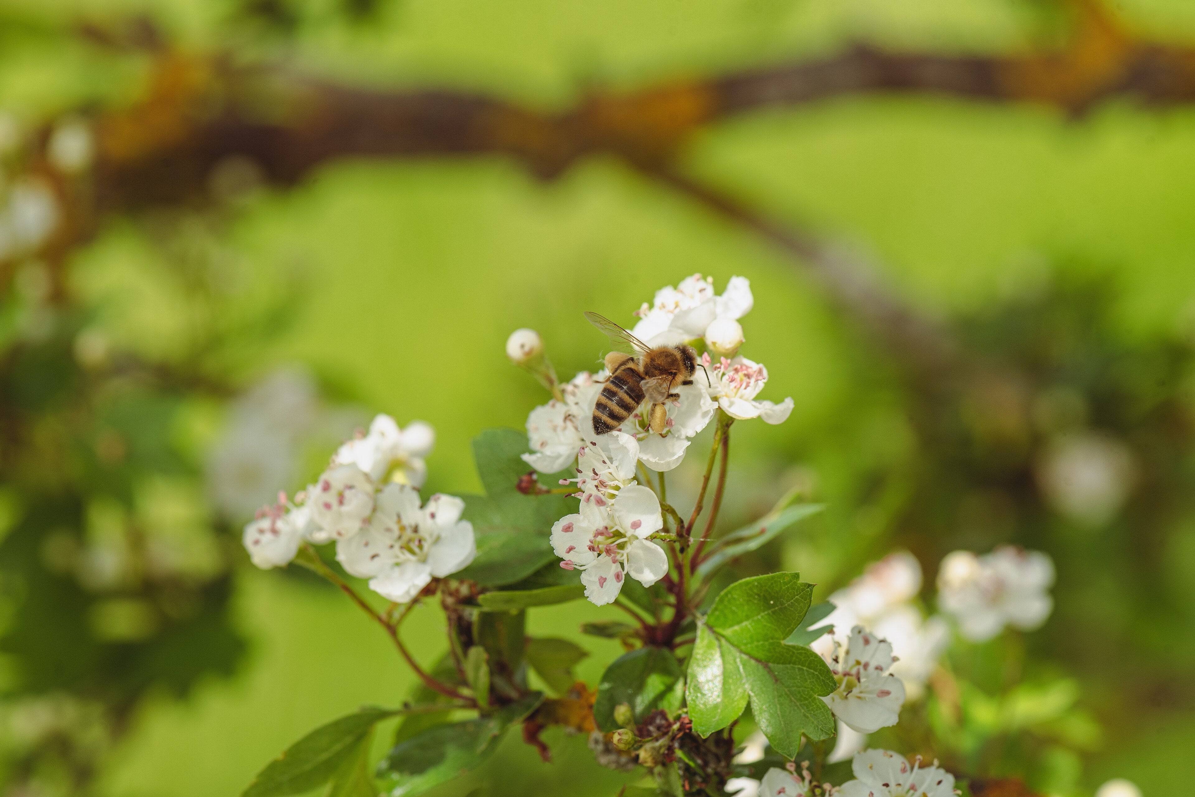 Hawthorn 'Ludmil'