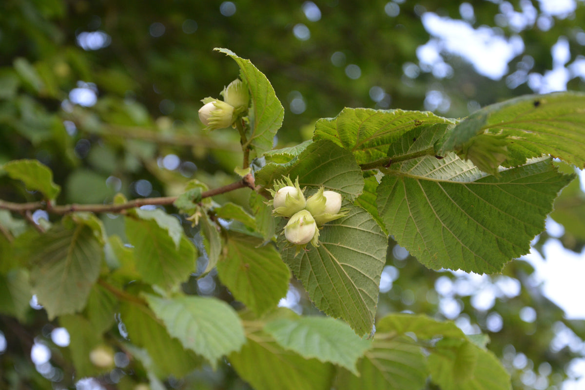 Hazelnut 'Corabel'