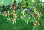 Red Maple