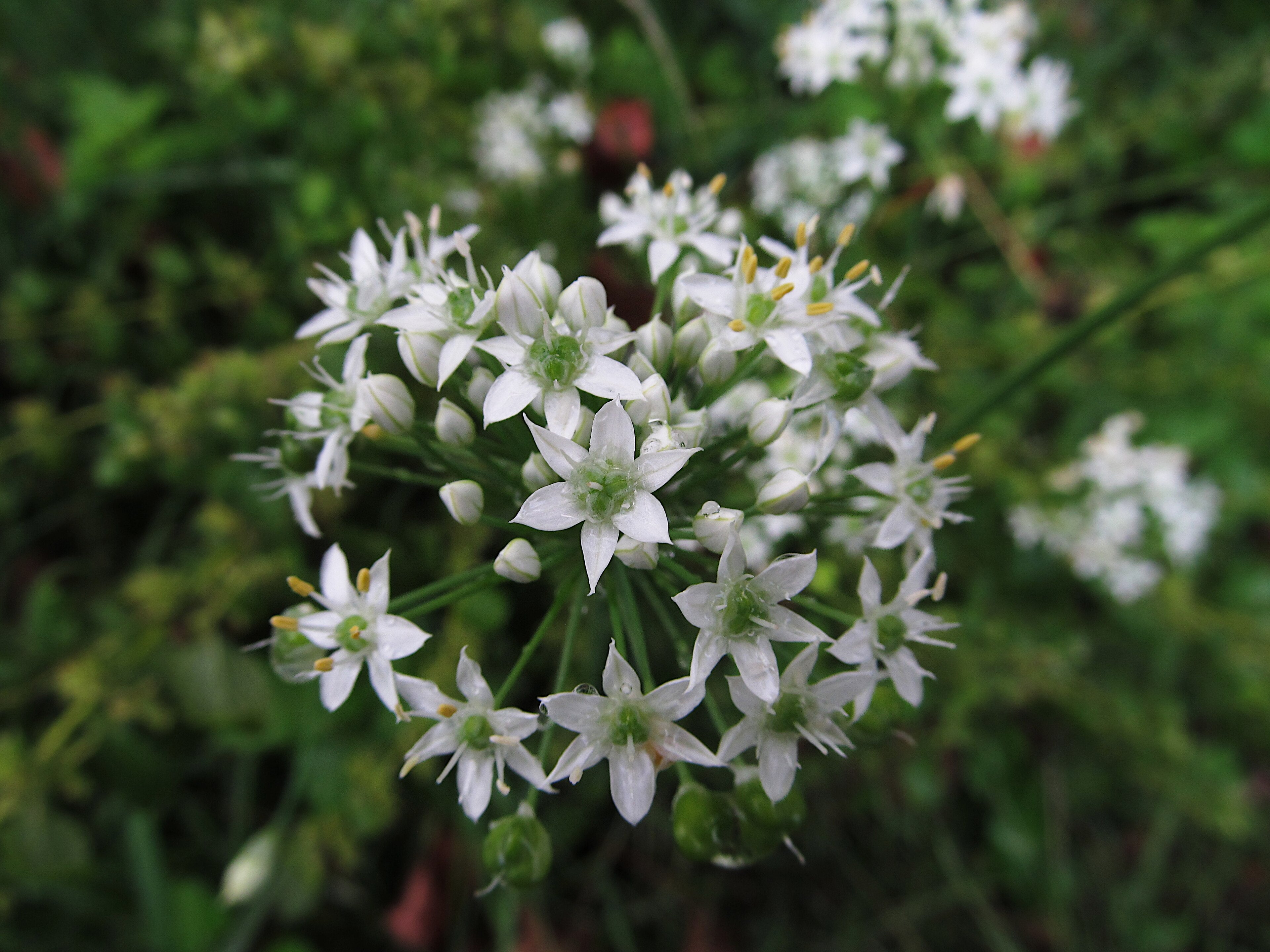Garlic Chives
