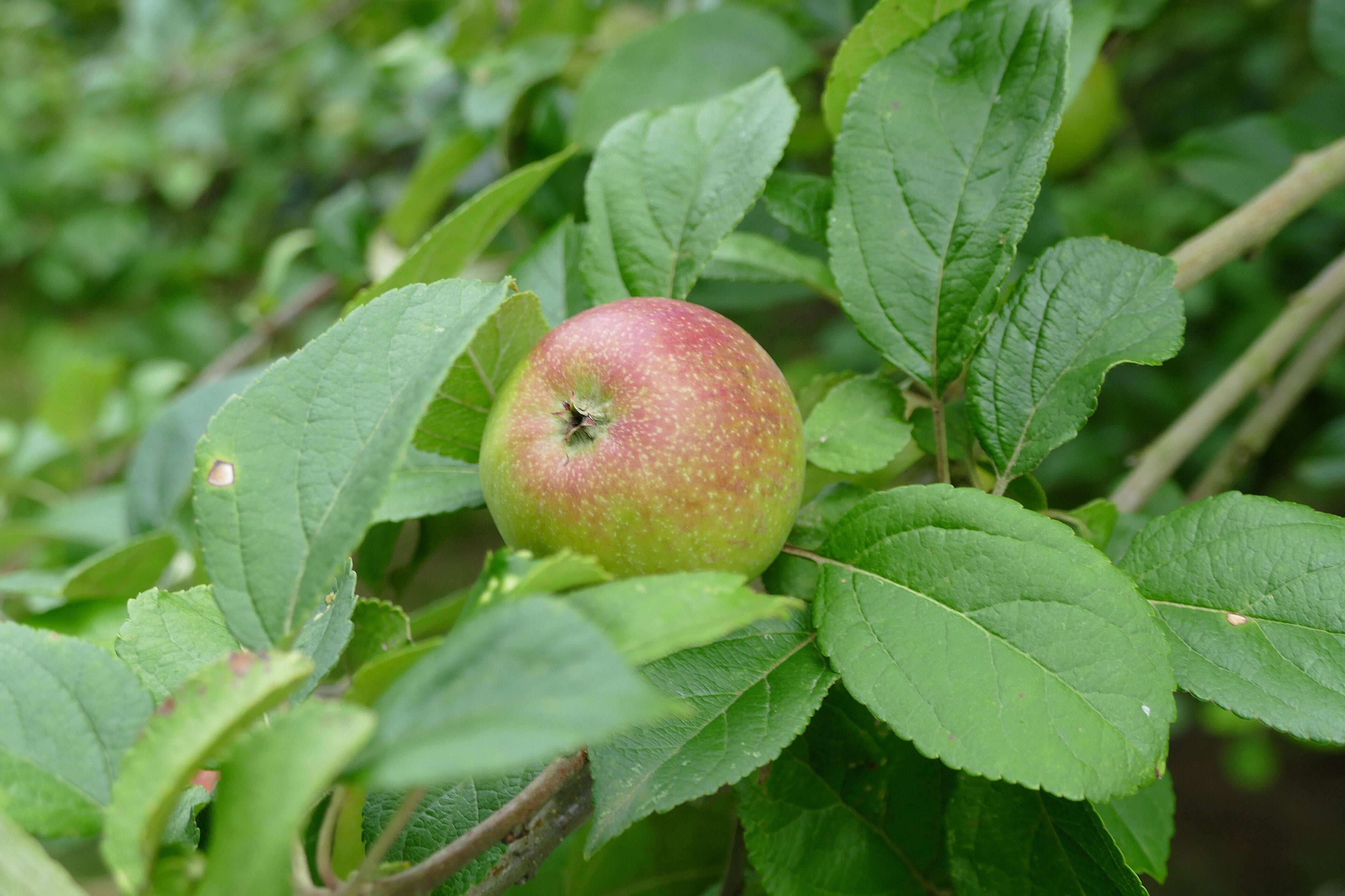 Apple 'Rosemary Russet'