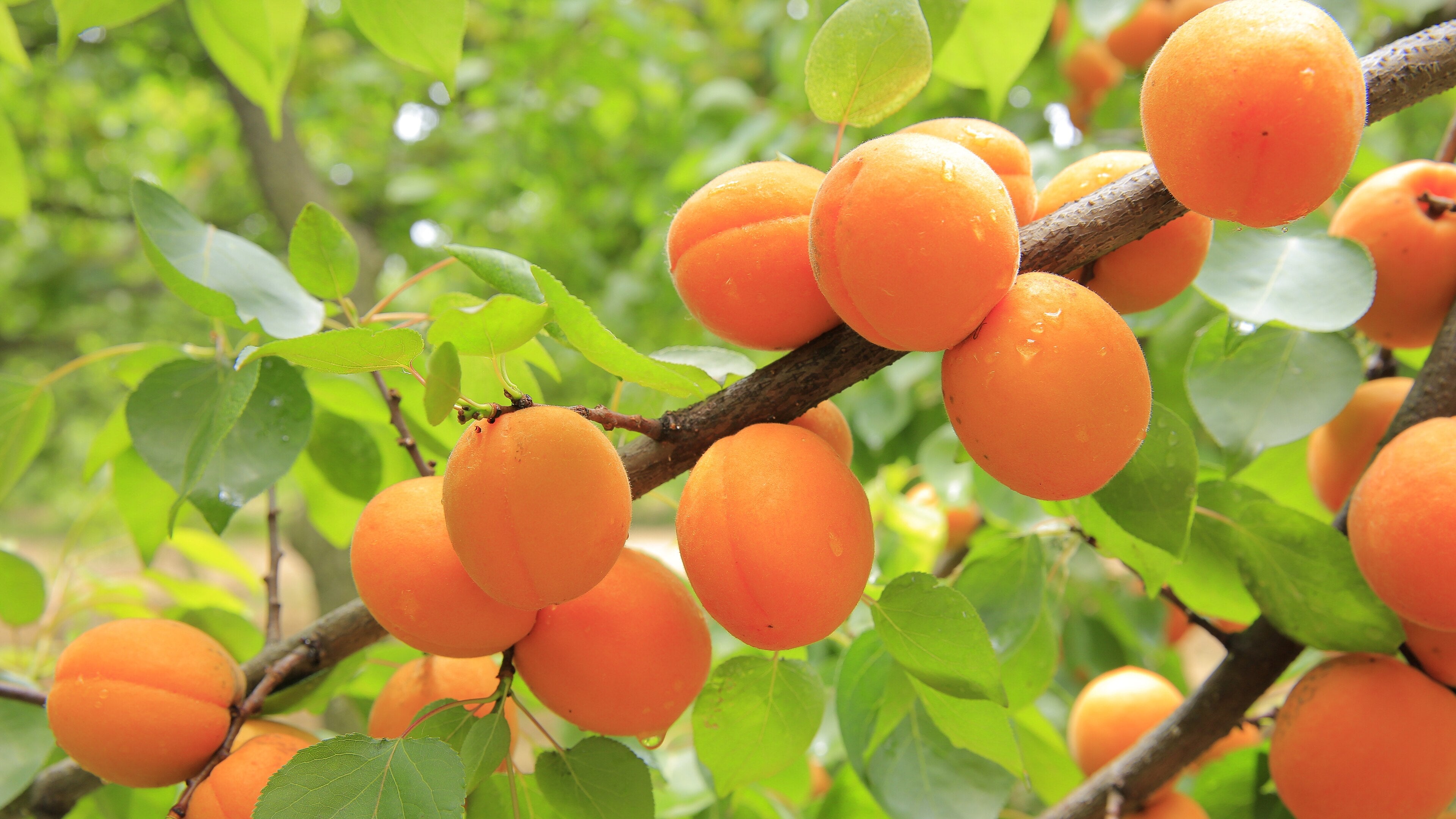 Apricot 'Tomcot'