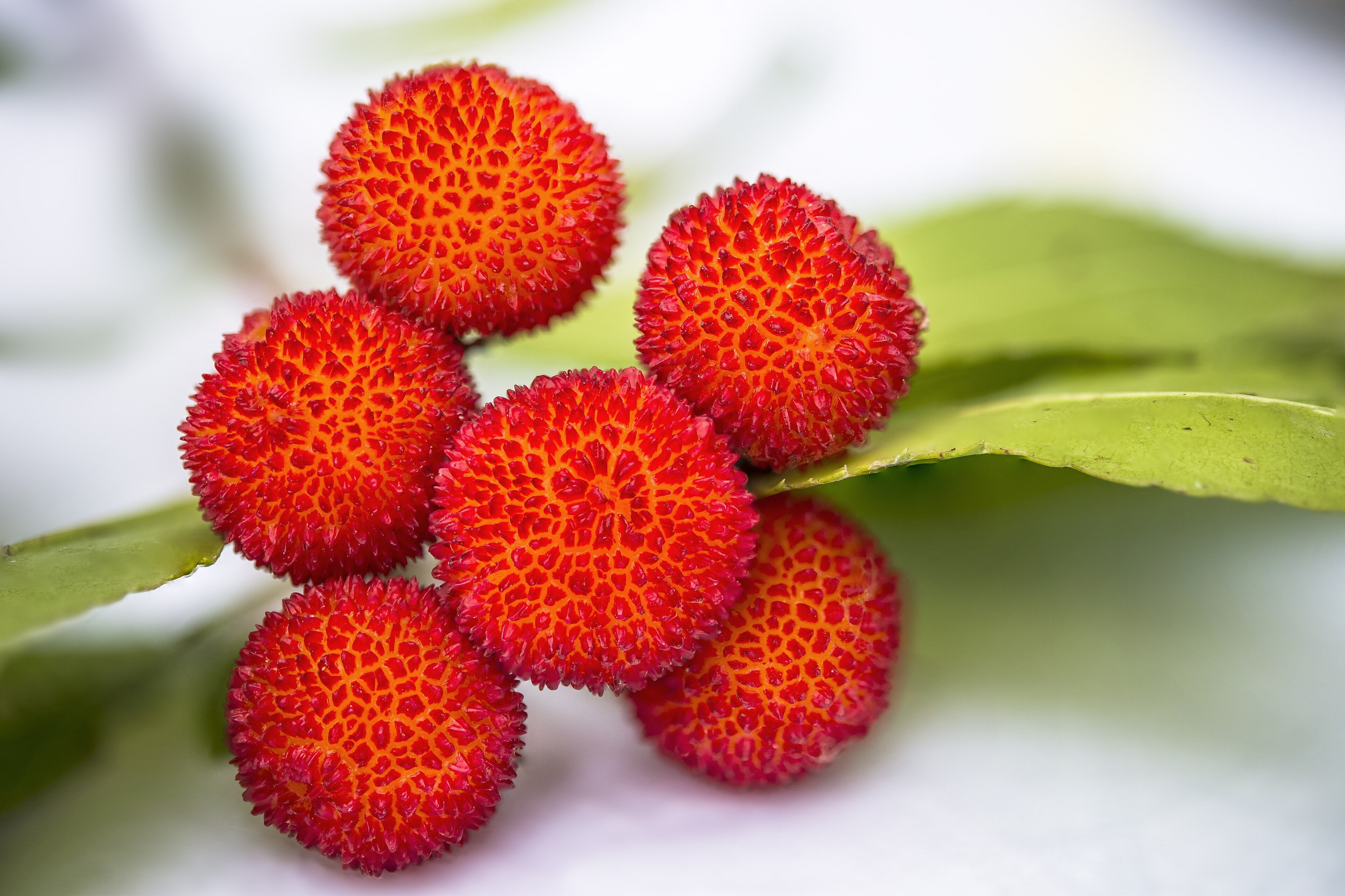 Red Strawberry Tree