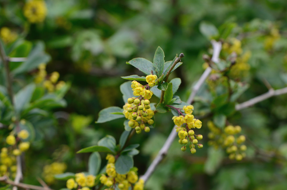 Barberry
