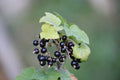 Blackcurrant 'Ben Hope'