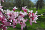 Redbud