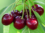 Cherry 'Lapins'