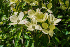 Himalayan Strawberry Tree