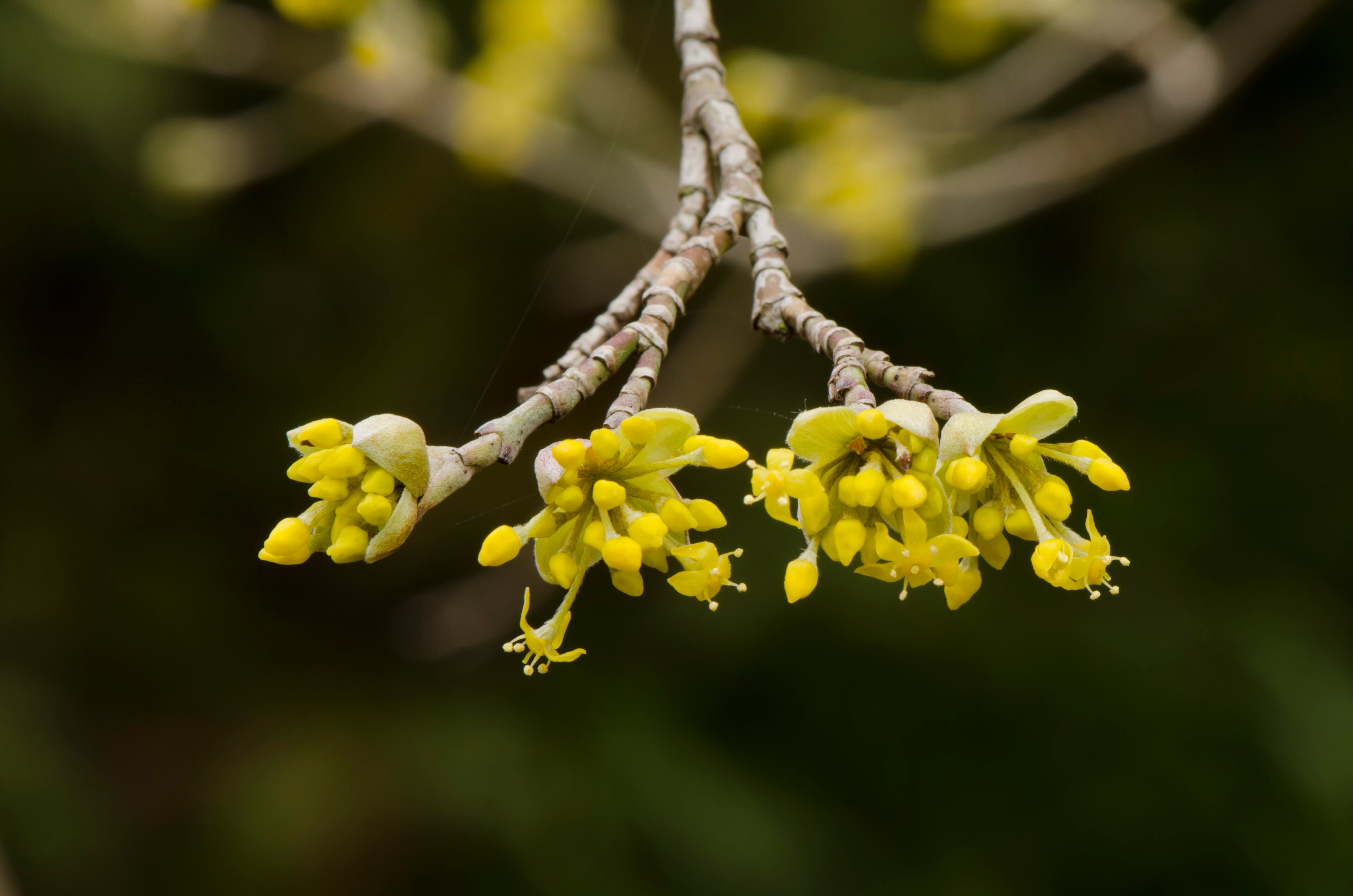 Cornelian Cherry