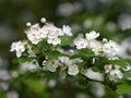 Hawthorn 'Gemosa'