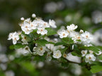 Caughuawaga Hawthorn