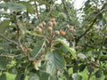 Devon Whitebeam 'Devon Beauty'