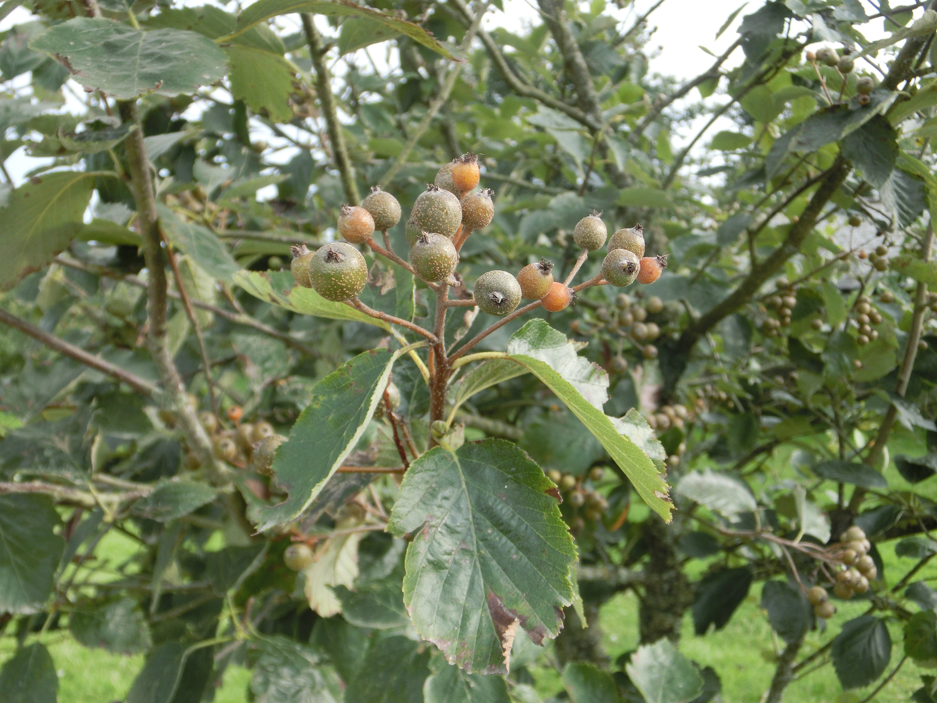 Devon Whitebeam 'Devon Beauty'