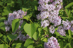 Common Lilac
