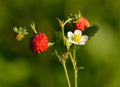 Alpine Strawberry 'Alexandria'