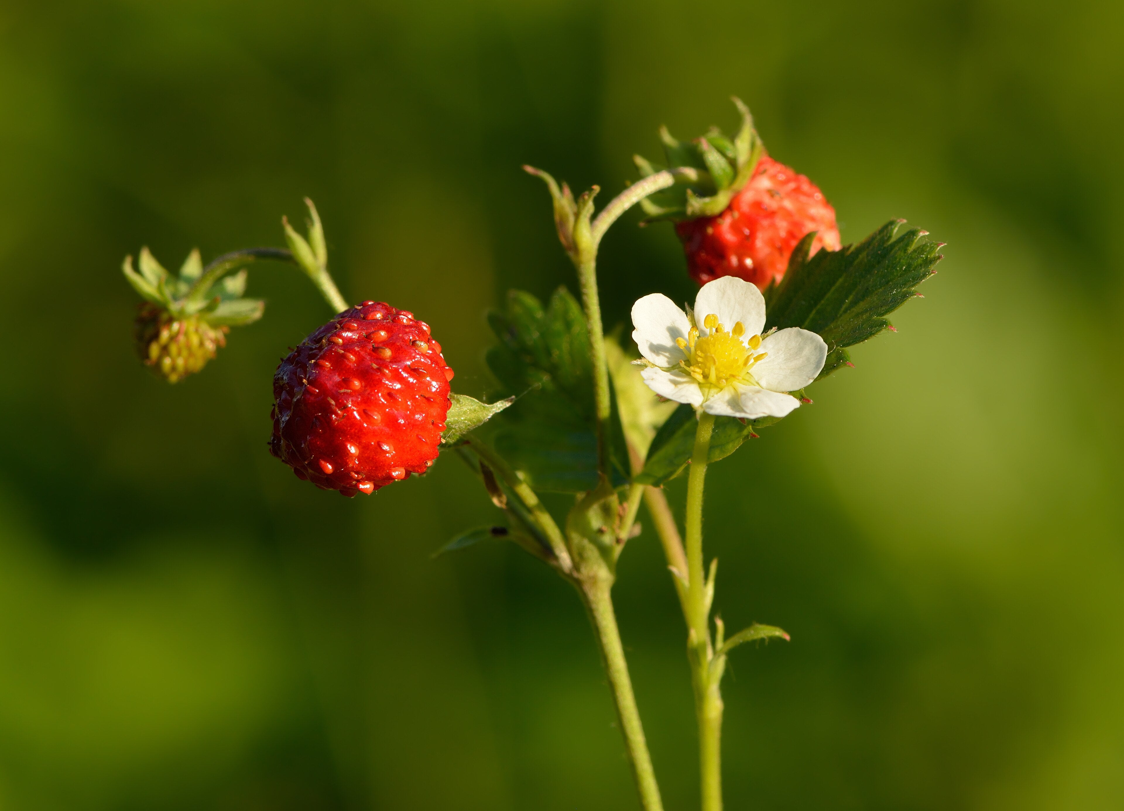 Alpine Strawberry 'Alexandria'