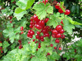 Redcurrant 'Cherry'