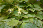 Hazelnut 'Pearsons prolific'