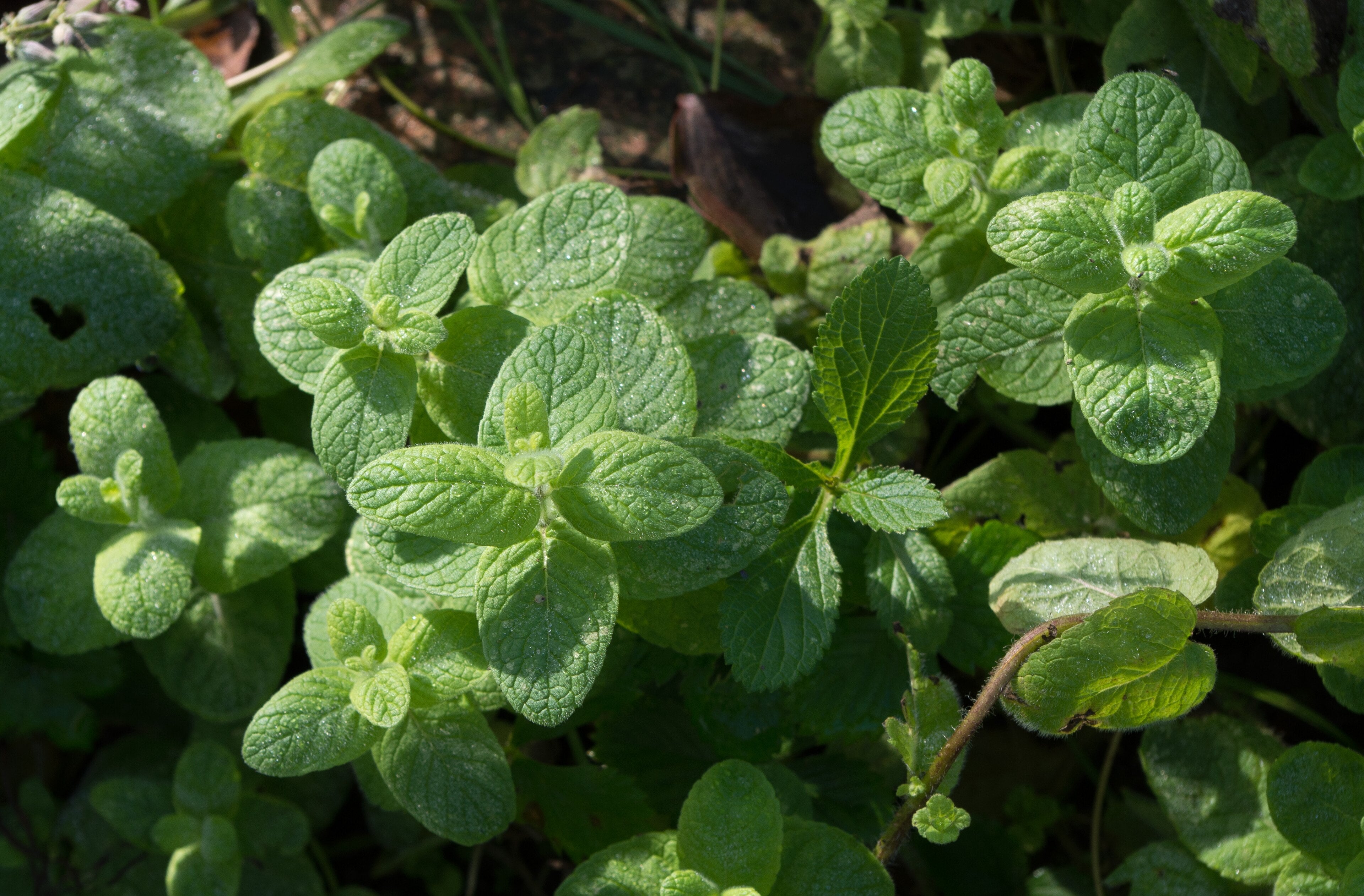 Apple Mint